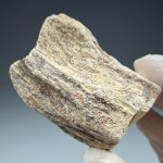 나무 화석(Pet9) Petrified wood 규화목 Fossil 화석표본 중생대 백악기 : 석보 코리아
