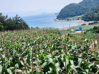 20개 해풍으로 키운 여수 찰옥수수 캠핑, 휴가지에서도 즐기는 찰옥수수 : 새론농장