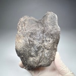 나무 화석 Petrified wood 규화목 Fossil 화석표본 신생대 플라이오세 : 석보 코리아