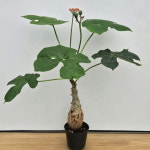 자트로파25 - 아프리카식물 : 샬롬꽃농원