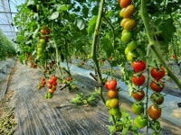 [중과사이즈]미니찰 대추방울토마토 5kg 친환경 무농약 토마토 장마루토마토농장 : 장마루 토마토농장