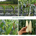 강원도 영월 찰옥수수 삶은 찐 백 미백 생옥수수 맛있는 흑찰 : 영월꿈꾸는농부