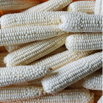 강원도 영월 찰옥수수 삶은 찐 백 미백 생옥수수 맛있는 흑찰 : 영월꿈꾸는농부