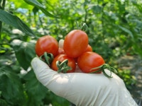 [중과사이즈]장마루토마토 대추방울토마토 무농약 친환경 미니찰3kg : 장마루 토마토농장