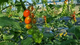 [중과사이즈]장마루토마토 대추방울토마토 무농약 친환경 미니찰3kg : 장마루 토마토농장