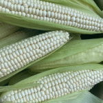 산지직송 굿픽 더 쫀득한 강원도 치악산 찰 옥수수 20개 : 주식회사브이알팩토리