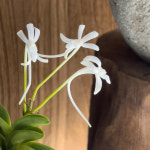 풍란 횡강 : 싱그러브