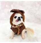 포펫츠온리 My Furry Raincoat Brown : 헤이도그부산점