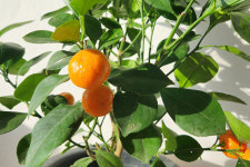 유주나무 1m 키우기 개업이사축하화분 대형 : 디어그린