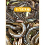 어망 장어 미꾸라지 케 가리비 본품 자동 1m 민물 통발 노란색 미끼공 길이 2m : 디벨로어