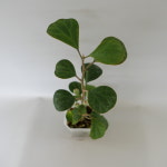 [리프레시] 휘커스 델토이데아 (동일상품배송) : leafresh