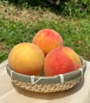 복숭아 황도 백도 고당도 단단 말랑 딱딱 전북 남원 산지직송 2.5kg : 명성농장