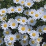 마가렛 씨 야생화 종자 품종 2000립 씨앗 꽃씨 구근 모종 채소 과일 야생화 희귀꽃 봄 여름 가을 겨울 : 대박박이