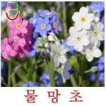 물망초 혼합 25립 씨앗 꽃씨 구근 모종 채소 과일 야생화 희귀꽃 봄 여름 가을 겨울 : 대박박이