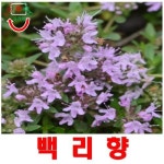 백리향 20립 씨앗 꽃씨 구근 모종 채소 과일 야생화 희귀꽃 봄 여름 가을 겨울 : 대박박이