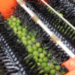 매실향기 매실원액 1800ml 1병 : 하동매실전문 농장 시골원