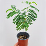 타마린드 아카시아 소형 인테리어 감성 반려식물 : 뱅트리