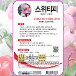 스위트피 씨앗 10립 / 꽃씨몰 스위티피 향완두 화완두 sweet pea : 주주씨앗