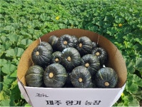 제주향기농장 미니 밤호박 미니 단호박 보우짱 5kg 10kg : 제주향기농장