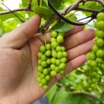 거창 수제 오미자 청 오미자 원액 엑기스 과일청 750ml, 1개 : 거창 오미자