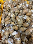 동해안 삼척 활 생물 백고동 백골뱅이 1Kg : 진앤준수산