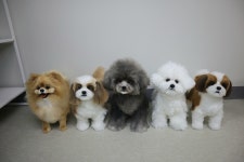 [수원 펠트모리] 반려동물 아트돌 지도사 자격증 2급 / 대한반려동물공예협회 : 펠트모리