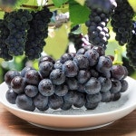 거봉포도 국내산 고당도 캠벨 블랙 크림슨 애플청 포도 : 아용상점