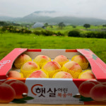 정담 올여름 첫 복숭아 납작 복숭아 말랑이 딱딱이 백도 황도 : 정담한끼