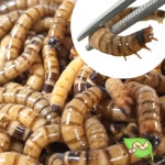 밀웜나라 슈퍼밀웜 도매몰 2000마리부터 : 밀웜나라 곤충농장