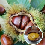 밤나무 3년생 포르단 수락밤 결실주 : 나무의 신