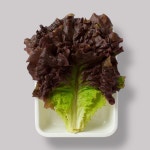 상추 80g : MARKET990
