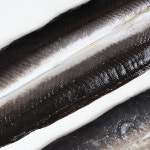 국산 민물장어 자포니카 손질 민물장어 손질후 700G : 야채도사