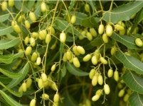 님케이크 님유박 20kg x 35포 친환경 유기질 토양개선 농자재 팔레트 대량구매 : 해피퍼티컴퍼니