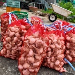 [지박이네 홍산마늘] 25년도 국내산 산지직송 홍산마늘 5kg : 지박이네 농장