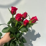 루비레드반단   농장직송 졸업 생일 축하 장미꽃 꽃선물 장미 스승의날 어버이날 기념일 : 송현장미