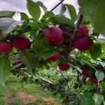 텃밭마을 나디아 체리자두 피자두 햇 자두 비타민c 폭발 임산부 어린이 간식 : 텃밭마을