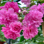 슈퍼도로시 바일첸블라우 화이트뉴돈 17cm 균일가 3종 중 택 1 미니장미 찔레장미 : 친구식물