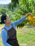 사람사는농원 복숭아 딱딱이 유명, 천하제일도 등 11과 3kg : 선택연구소