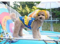 미우바우 피너츠 스누피 수영복 쿨 래쉬가드 세트 비치웨어 수영모 포함 S-XL : 미우바우 MeowBaw