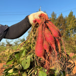 25년 햇 꿀달 고구마 베니하루카 꿀고구마 3kg 5kg 10kg 고창 해남 : 산지언니