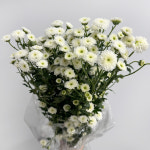 양재꽃시장 [소국 동글이 국화 화이트] 한단 생화 꽃도매 싼꽃 생화택배 꽃배달 : 리브인리프