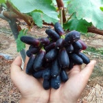 앵콜 [7월 월간청여농]  국내산 블랙사파이어 1.5kg 포도 경남창녕 은영이네과일농장 : 청여농마켓