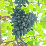 앵콜 [7월 월간청여농]  국내산 블랙사파이어 1.5kg 포도 경남창녕 은영이네과일농장 : 청여농마켓