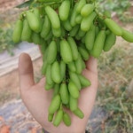 앵콜 [7월 월간청여농]  국내산 블랙사파이어 1.5kg 포도 경남창녕 은영이네과일농장 : 청여농마켓