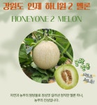 하니원멜론 당도높은 꿀찬멜론 강원도 인제 농장직송 : 늘품애농장