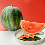 [산지직송]시원달달 고당도 프리미엄 꿀수박 : 어플로우-eoflow