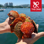 제철 통영 비단가리비 1kg 해만 홍가리비 캠핑 조개구이 : 더꽃게