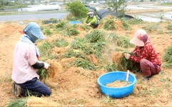 풋풋농장 국산 맥문동 150g : 레이디농장