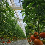 품질보장 농장직송 5KG 유럽종 완숙 찰 최상급 토마토 : PROJECTGREEN