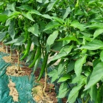 풋고추1kg : 훈이네 약초 농장 성주